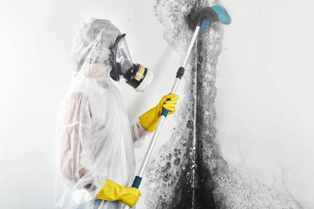 Best Biohazard Mold Removal  in Bourbon, IN
