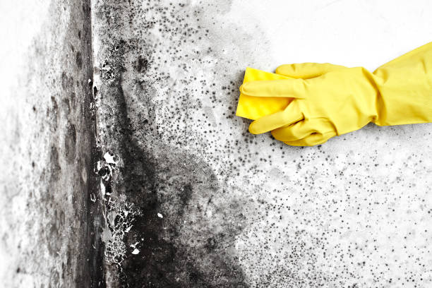 Best Mold Odor Removal Services  in Bourbon, IN